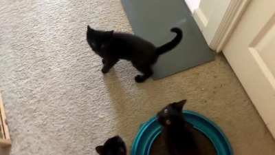 My fosters wanted to sing you The Breakfast Song&trade;