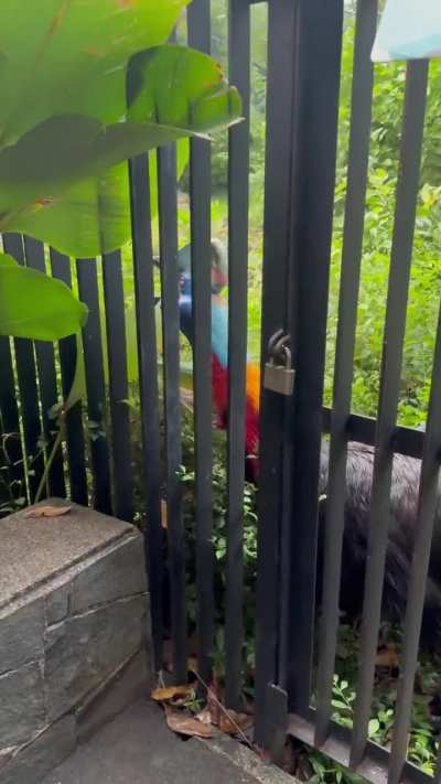 Cassowary walking over to roar at me like a dinosaur and then grooming herself! She doesn&rsquo;t look real.