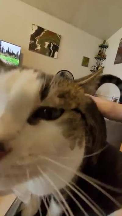 tried to get a cute close up and this happened.