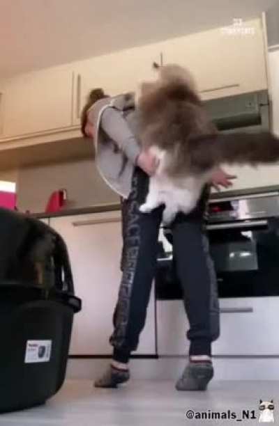 Вig cat