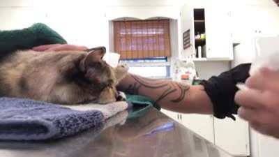 Cat says goodbye to man before crossing rainbow bridge.