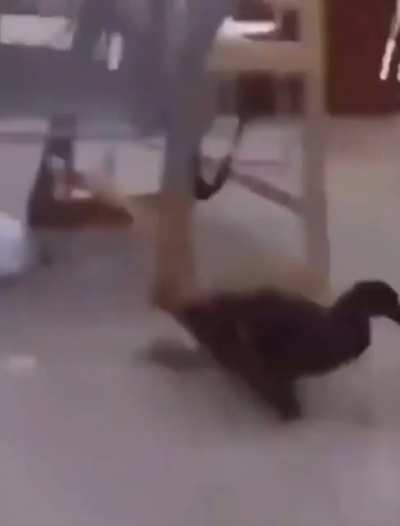 Quack