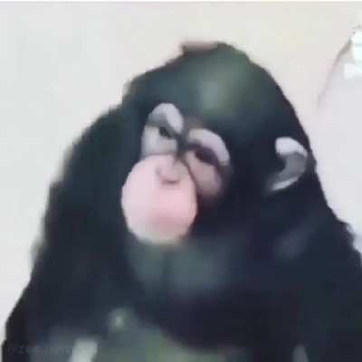 Da monke in my bathrooooom