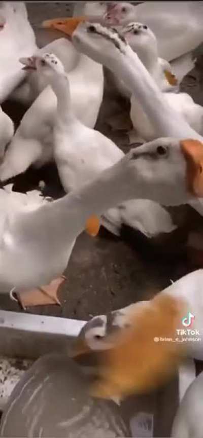 pato weon