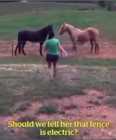 Who doesn&rsquo;t like horses?