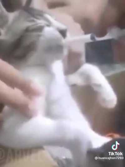 cat