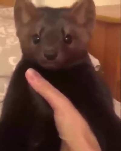 MaN sqUeezEs LifE OuT of hIS pET
