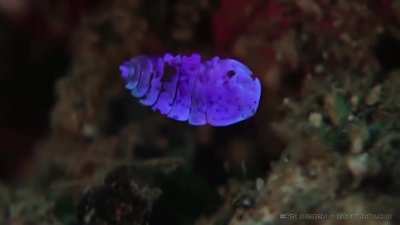 This shiny friend is a Sea Sapphire! (Sapphirina) These small crustaceans are normally transparent, making them almost invisible. But the males have crystal plating on their backs that they can "shine"! Different species of sea sapphires shine in differen