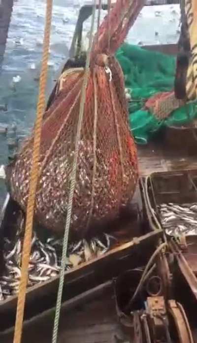 Нежданчик
