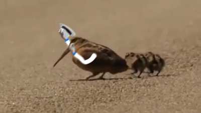 American woodcock feeling the rhythm