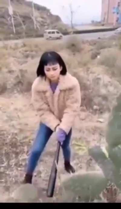 Stupidity vs cactus