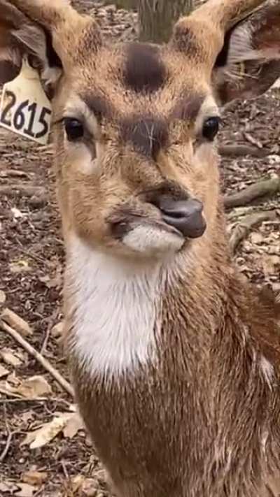 I&rsquo;m not a smart deer