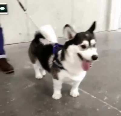What do you call a corgi mixed with husky?