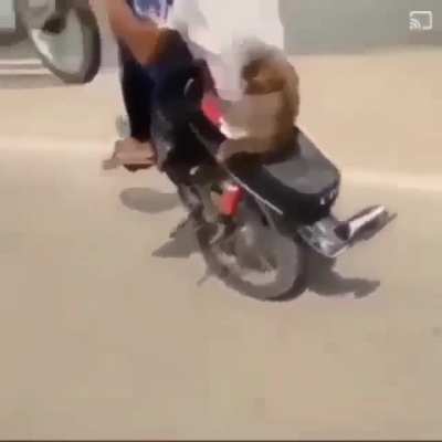 Peita