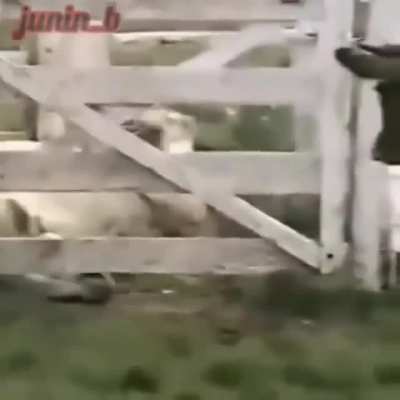 S&oacute; tiro de qualidade