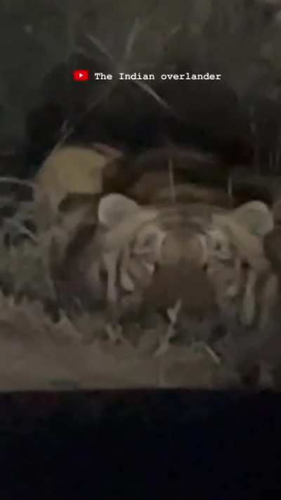 A tiger waiting to ambush on the side of the road