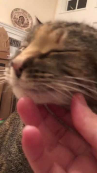 Purrrrrrr... SNORT
