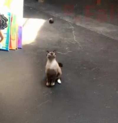 gatinho... a bola