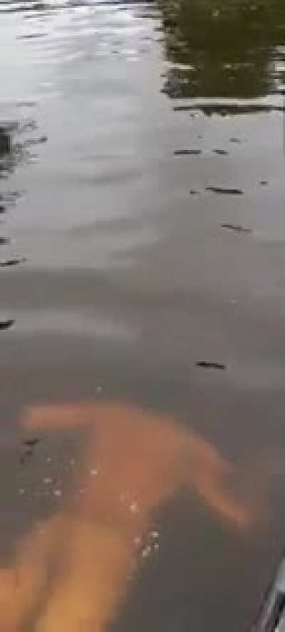 what's the name of this fish ?!?!