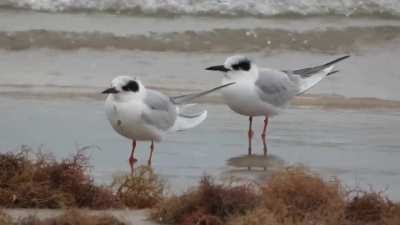 The Precious Wildlife of Boca Chica Beach