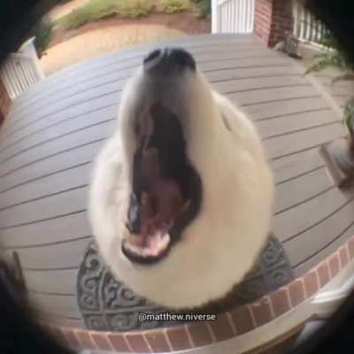 Cute Dog :)