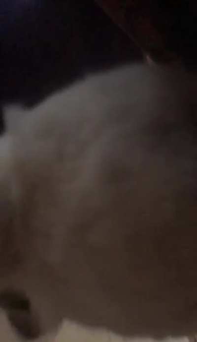 Bunny kiss from Tommy