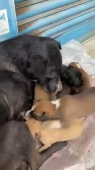 Dog Rescue