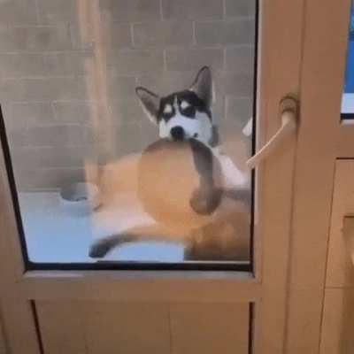 The hypnotic &ldquo;feed me, hooman&rdquo; dance.
