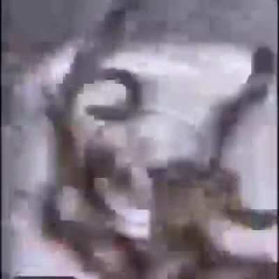 title/ 27th day of shitposting month