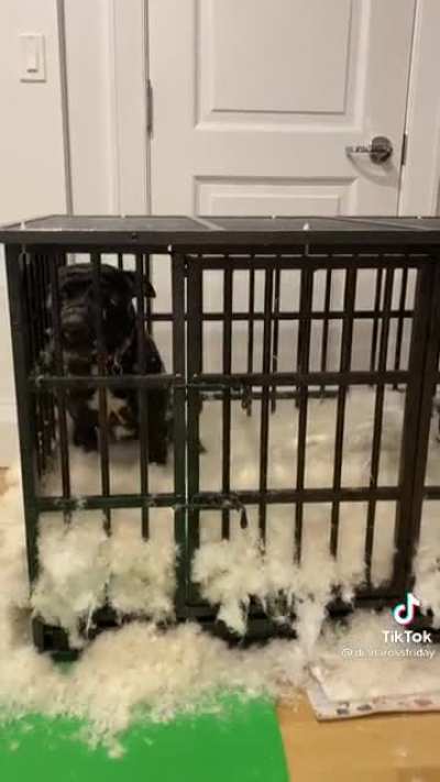 Bad dog