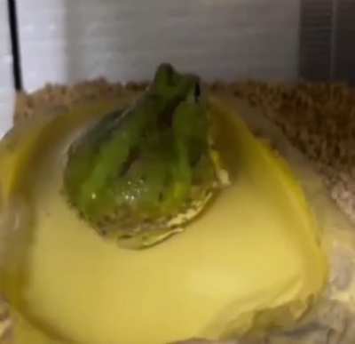 THICC WUNK