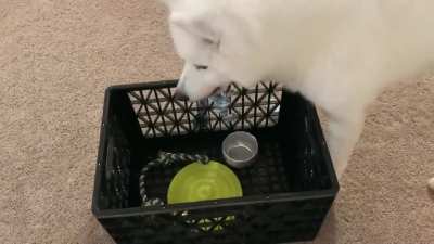 5 months pup learning “clean up” 🐶