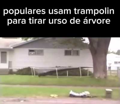 Populares usam trampolin para tirar urso de &aacute;rvore 