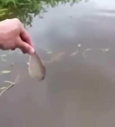 Golden timing