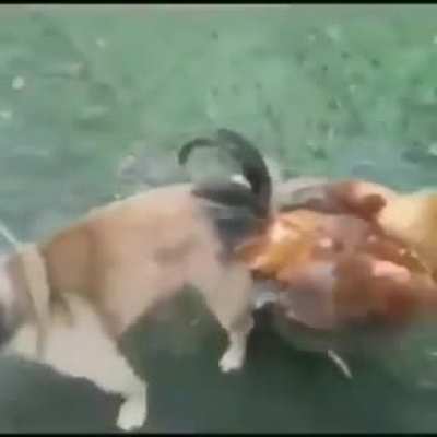 Perro qliao porque