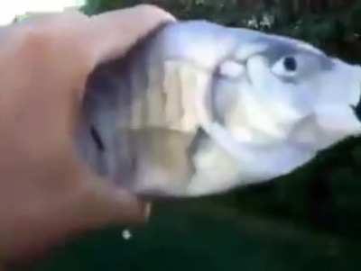 KillerFish helo :O