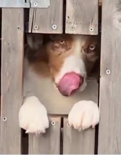 There are 2 types of dogs