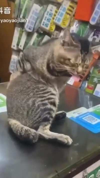 Cat stopped working