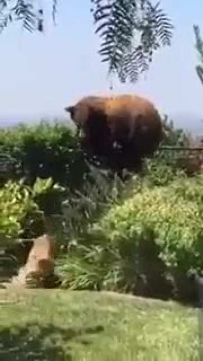 Temos aqui o melhor c&atilde;o de guarda do mundo