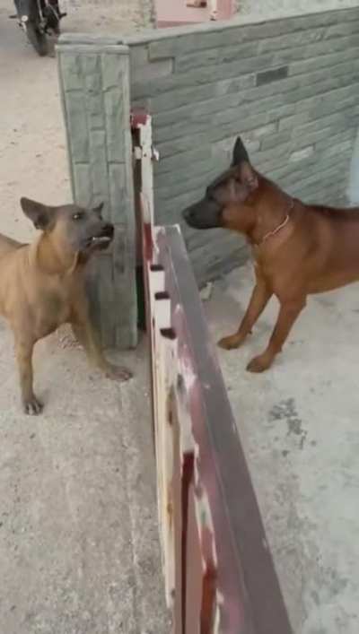 tough dawgs