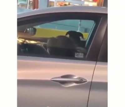 Даже собаке стыдно