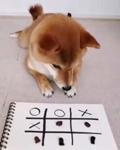 Dog mastering tic-tac-toe