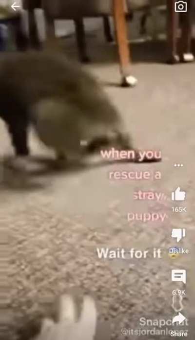 mysterious puppy