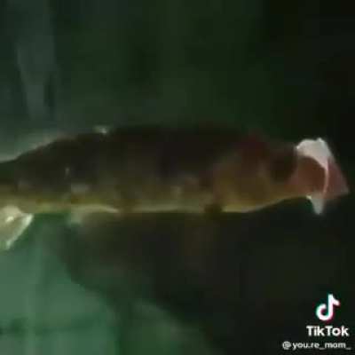 Glubglub gahgah