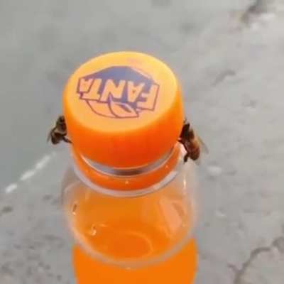 Prepare for planet of bees ..