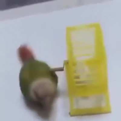Bu kuş neden böyle amk