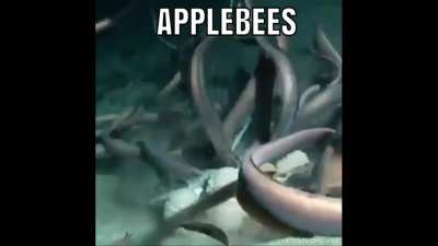 I&rsquo;m lost in a beehive