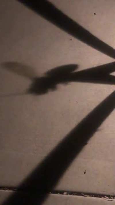 I took a video of a bee&rsquo;s shadow and it startled me