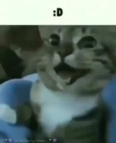 Miren otro gato grosero 🐱