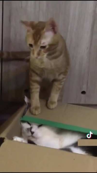 Just chilling in a box until this asshole ruins it